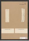 Nitzschia mitchelliana Greenlaef. (de-Toni-Nr.: Genus 47, Species 2051) Zeichnungen Sammlung Grunow Nr. 4057 (NHMW-BOT-W0371890)